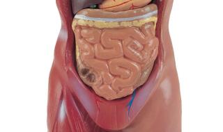 人体最大的器官是什么 人体结构示意图器官