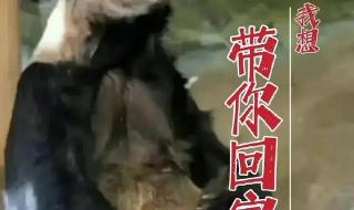 为什么熊猫丫丫和乐乐骨瘦如柴