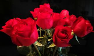 玫瑰的种类及花语 玫瑰花的寓意和花语